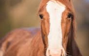 Close-up of a brown horse with a white blaze on its face.