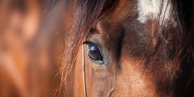 Close-up of a horse's eye and face with detailed brown fur.
