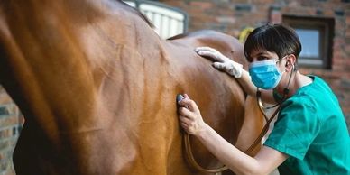 Veterinarian examining a horse with a stethoscope.