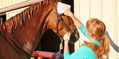 A woman grooming a brown horse with a cloth near a barn.