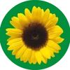 Bright yellow sunflower with green background.