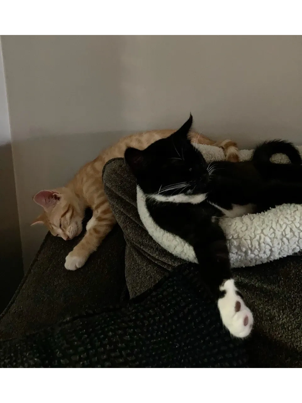 Sheila's Zoo PetSitting Service Pet Care, Dog Walking