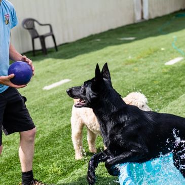 Pet Boarding and Day Care - Happy Tails Day Care & Pet Resort