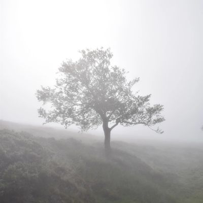 A lone tree in foggy weather.