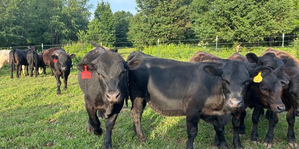 Group of black cows with ear tags in a green field.