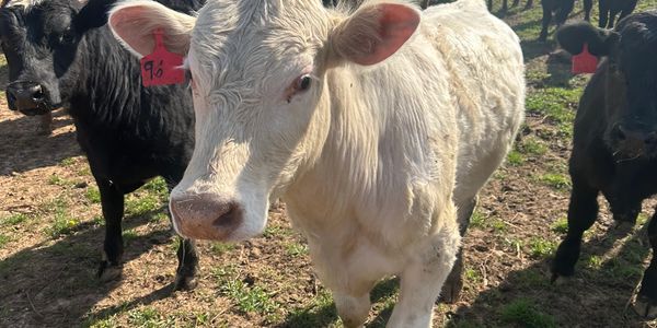A white cow and black cows in a field with tags on their ears.