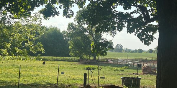 Peaceful rural pasture with grazing animals and trees.