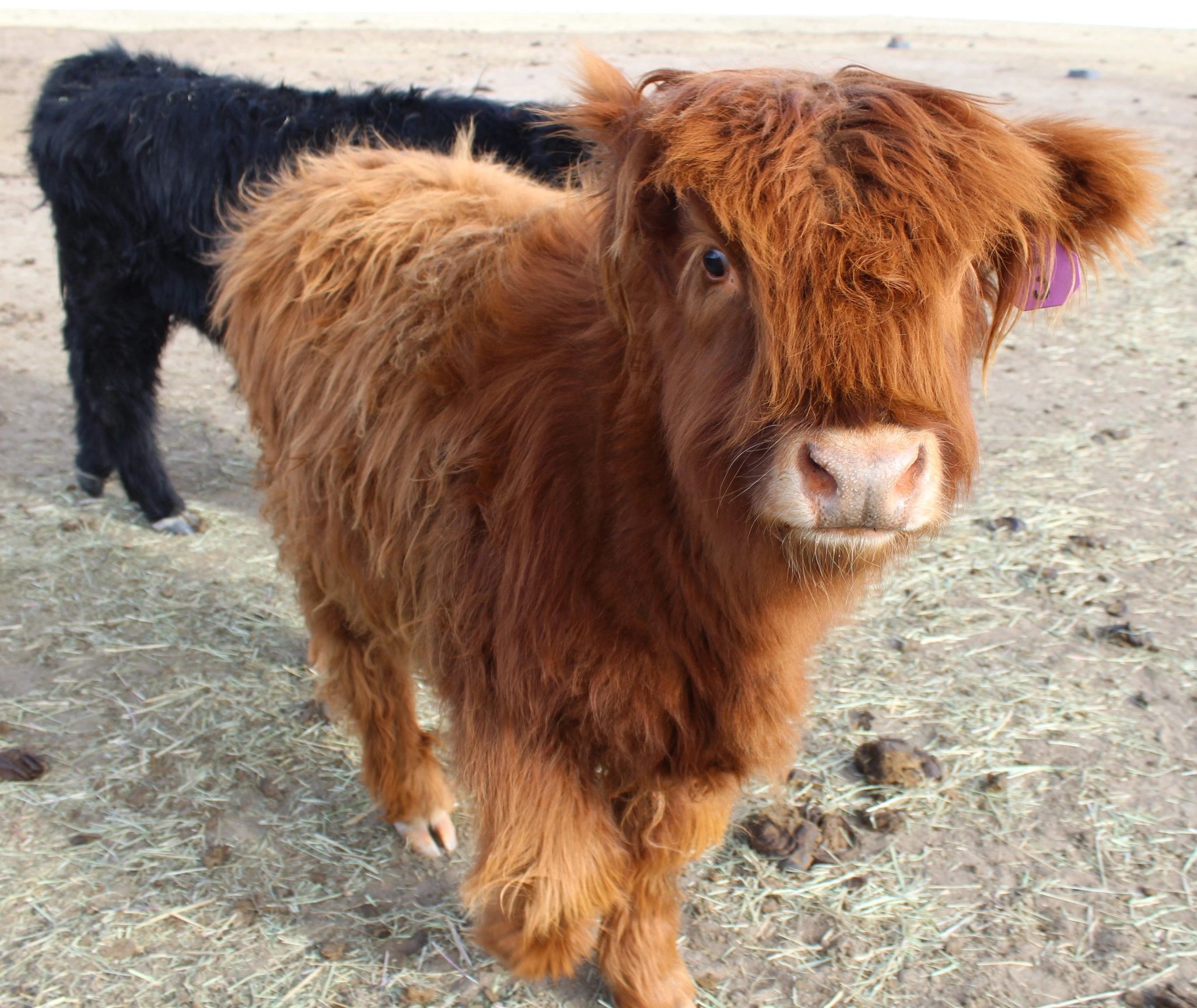 Cold Ass Ranch Highland Cattle Co.