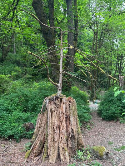 Small tree growing on top of an old stump surrounded by green forest.