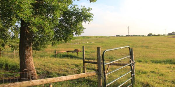 Pasture with sheep