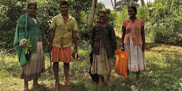 Farmers real people sri lanka cinnamon plantation cinnamon australia true cinnamon