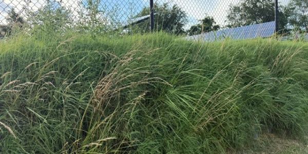 Dense green grass growing near a fence on a sunny day.