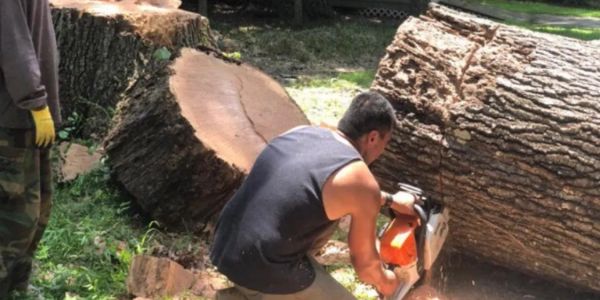 Man sawing a large tree trunk outdoors.