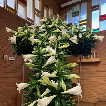 White lilies arranged in a cross shape inside a building with stained glass windows.