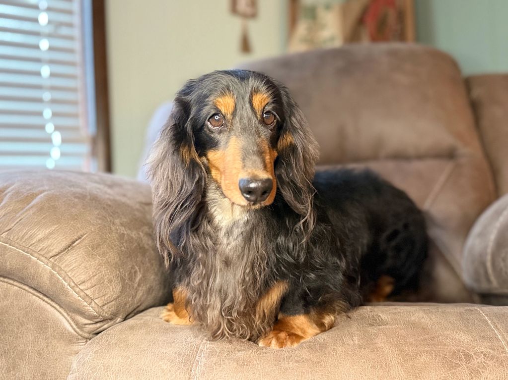 Long-haired dachshund resting on a beige couch.