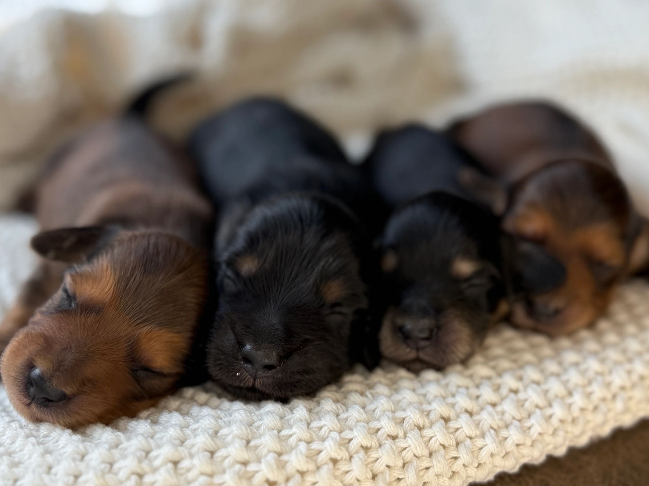 Four sleeping newborn puppies snuggled together on a knitted blanket.