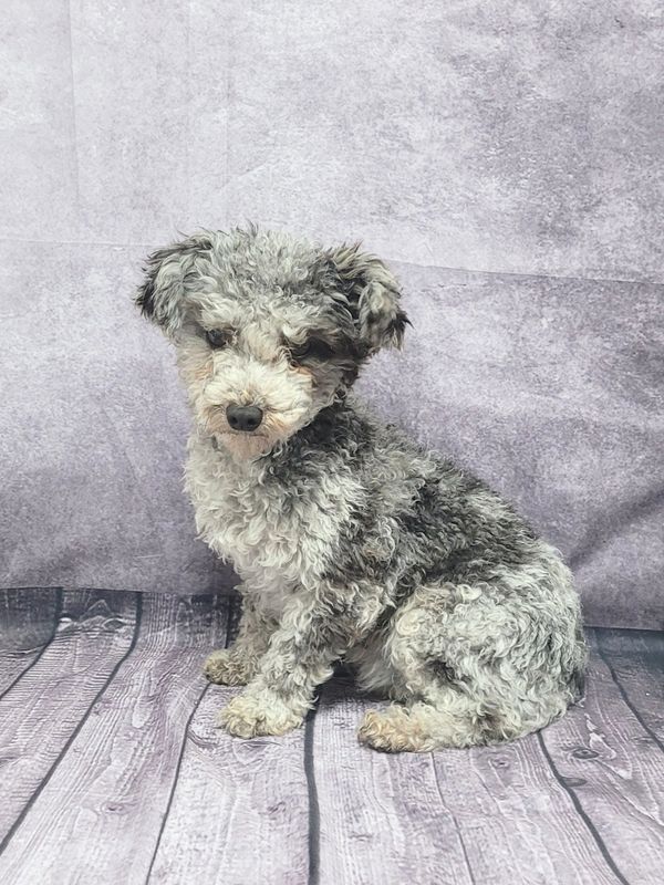 Curly-haired small dog sitting on wooden floor against gray backdrop.