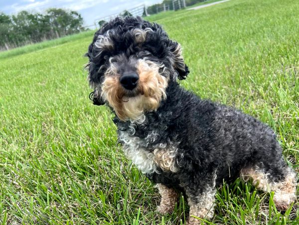 Curly black and white dog sitting on green grass outdoors.