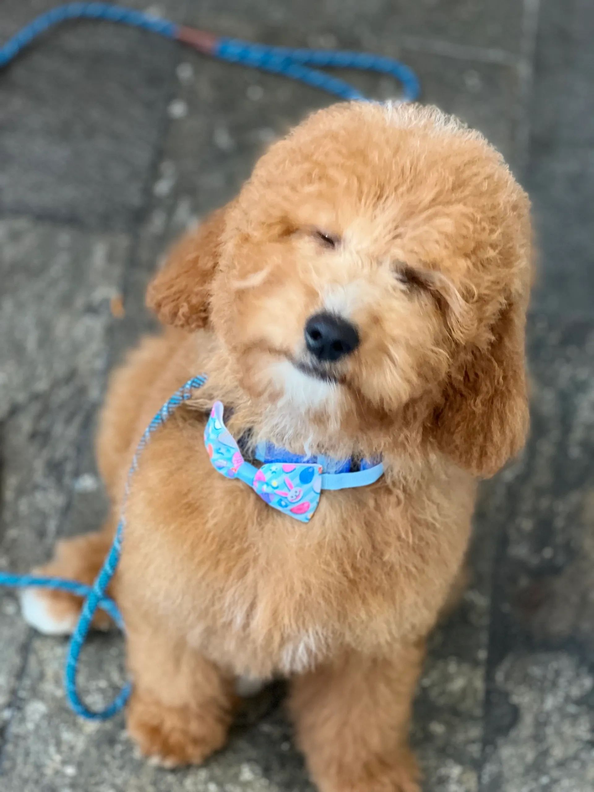Puppy Training in West Palm Beach Florida