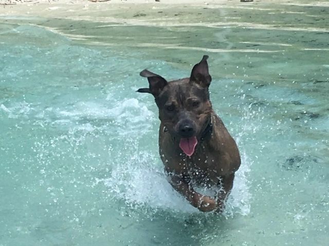 Freedom of off-leash dog training
Heel 2 Heal Dog Training West Palm Beach