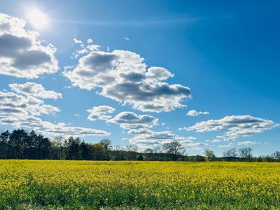 Bright sunny day over a yellow flower field.