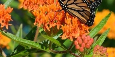 Monarch butterfly perched on vibrant orange flowers in sunlight.