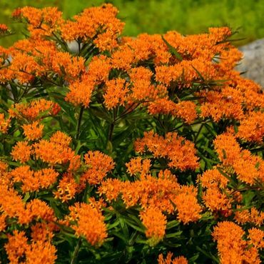 Bright orange butterfly weed blooms