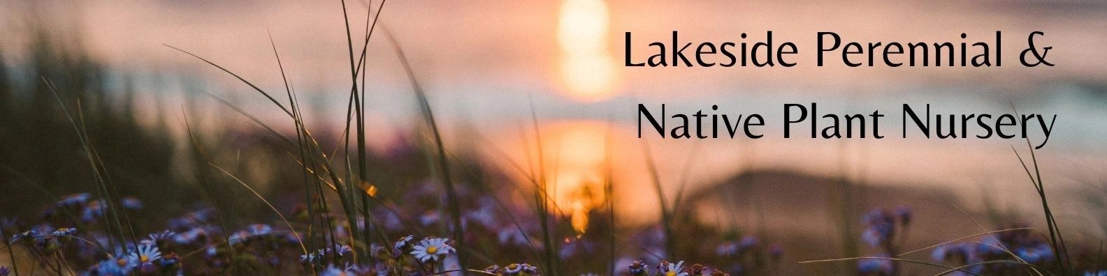 Sunset over a field of tall grass