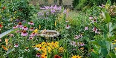 A colorful garden filled with various blooming flowers and lush greenery.