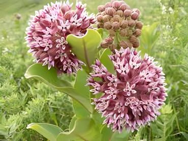 Pink milkweed flower clusters