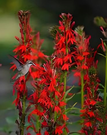 Vibrant red cardinal flowers