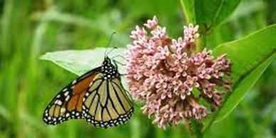 A butterfly on a pink flower in a green field.