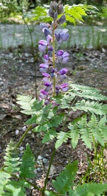 Tall purple flower spike in garden