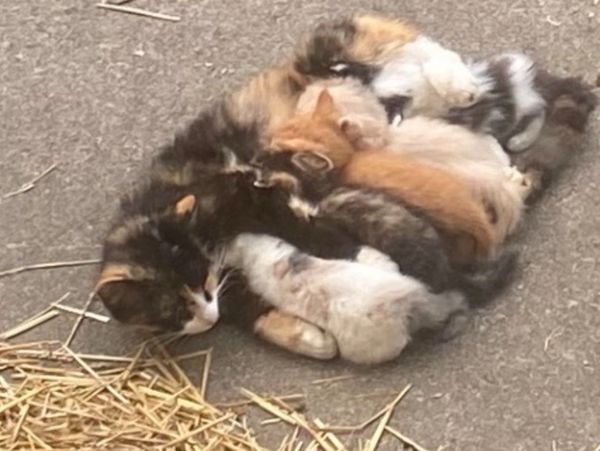 Cats can go into heat as often as every 10 days, but on average it's every 2–3 weeks 