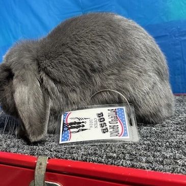 A fluffy grey lop-eared rabbit with a show badge in front.