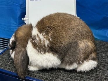 A brown and white lop-eared rabbit sitting on a textured surface.