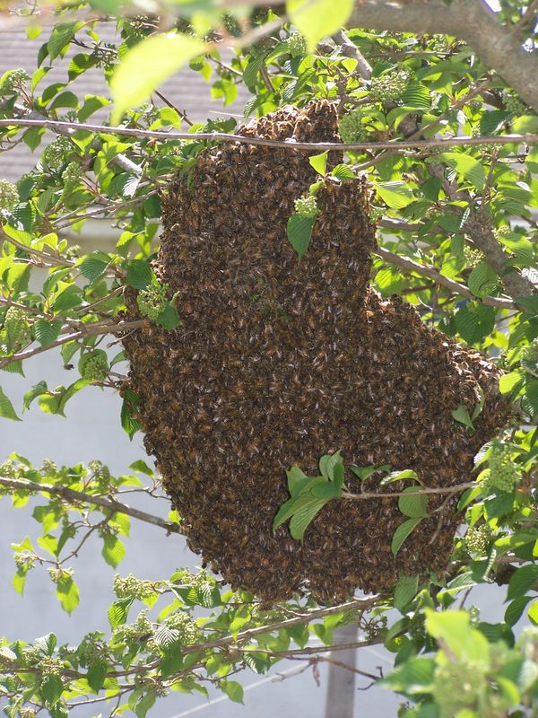 honeybee swarm