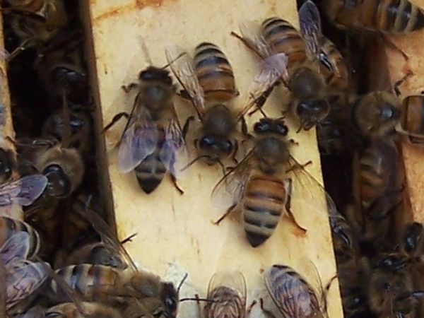 Close up of a honeybee