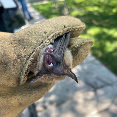 A small bat being gently held with a glove outdoors in Perrysburg Ohio