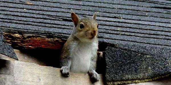 Squirrels in Attic. Toledo Ohio Pest and Wildlife Control 