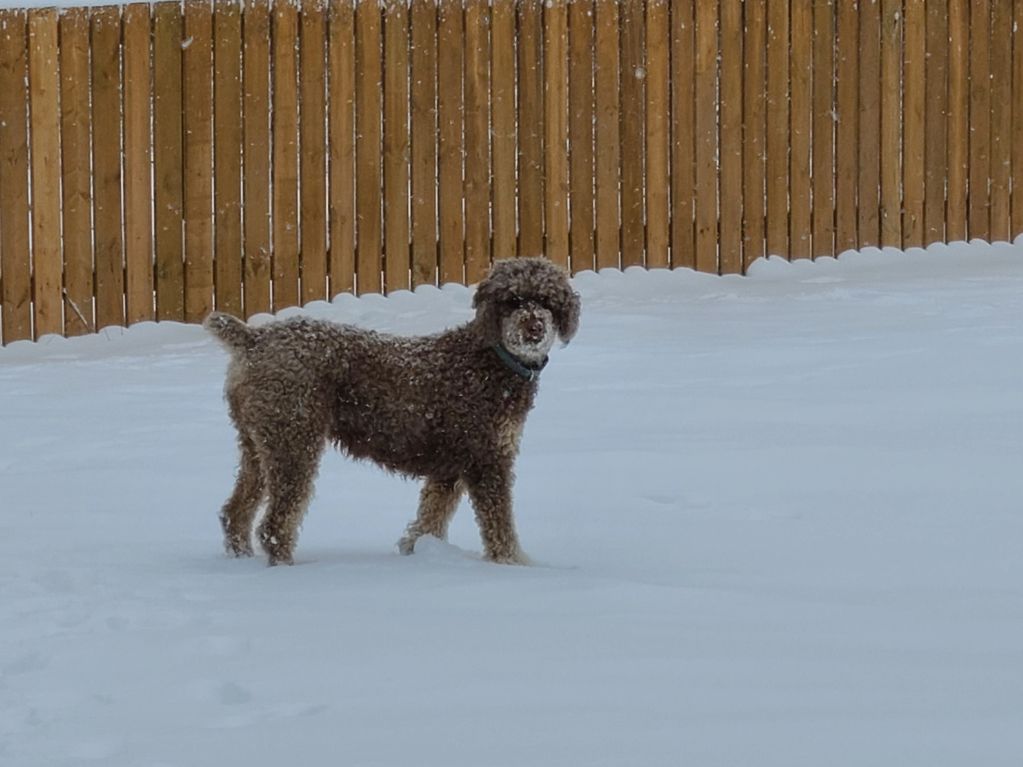 Abby is a home raised Standard poodle. She breeds to Oscar for the traditional Bernese and phantom.