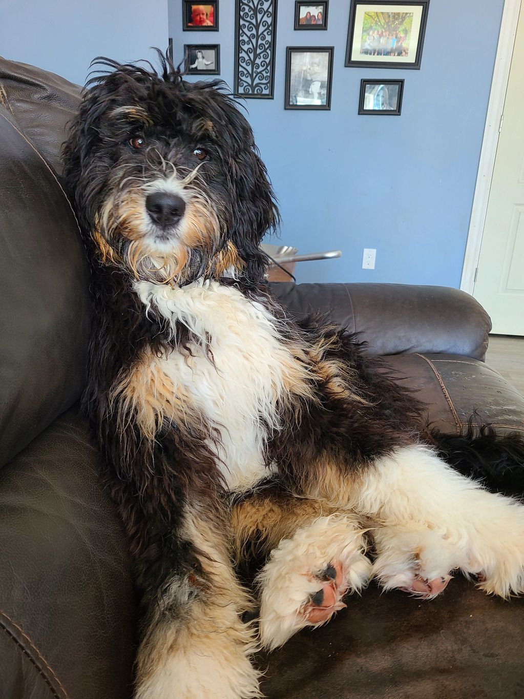 Ivy is an F1 Bernedoodle of Lola and Oscar breeding. She has a sweet personality. 