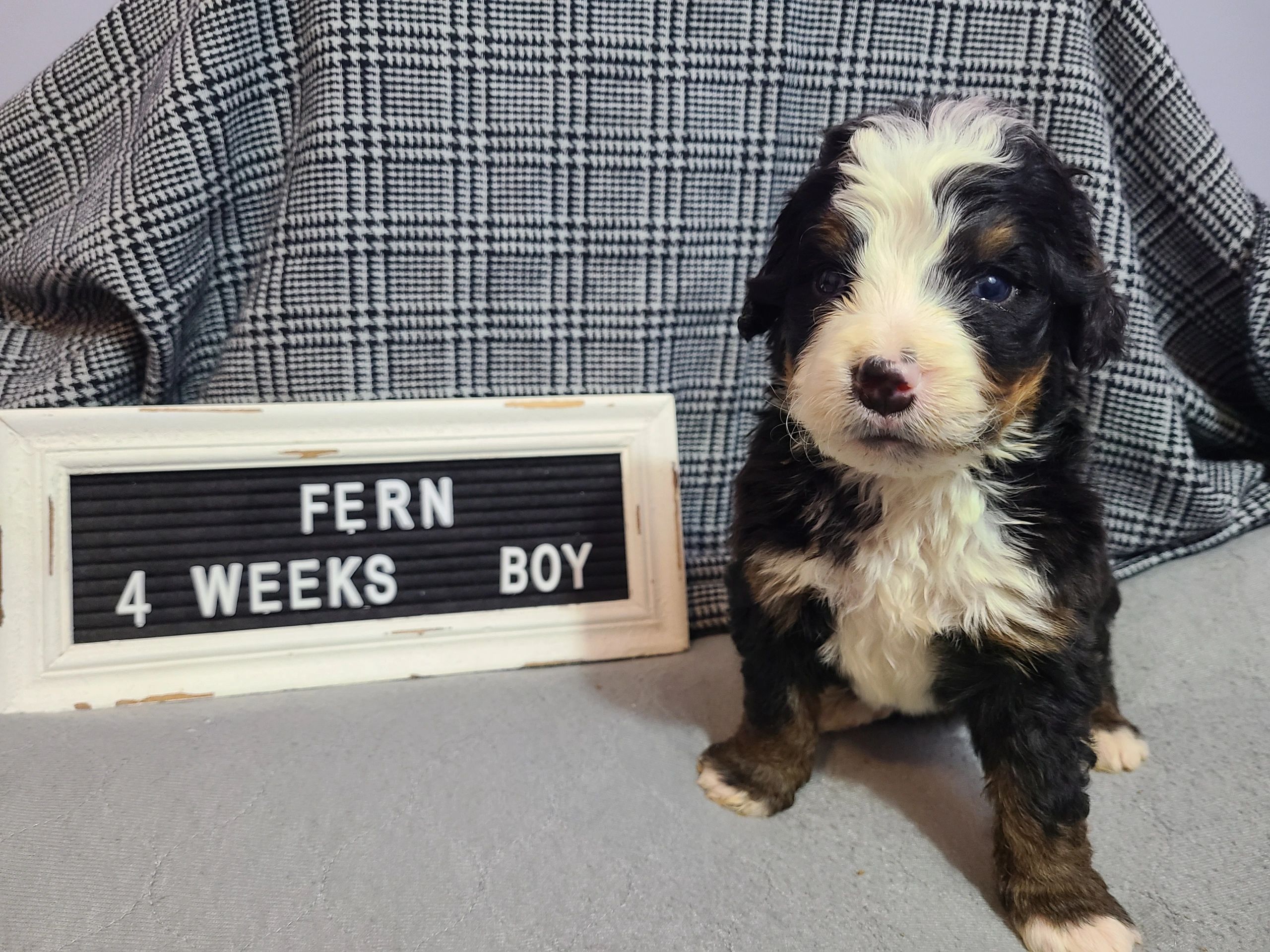 Malu 4 months, Mini bernedoodle @malu_bernedood .. .. .. #dogsoflouisville # louisville #louisvilleky #louisvillekentucky #louisvilleigers…