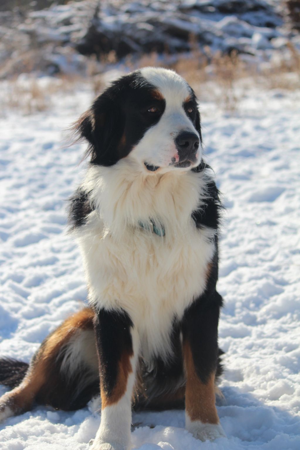 Oscar is a 4 year old Bernese Mountain dog. He loves his belly rubs, couch time and playing ball. He