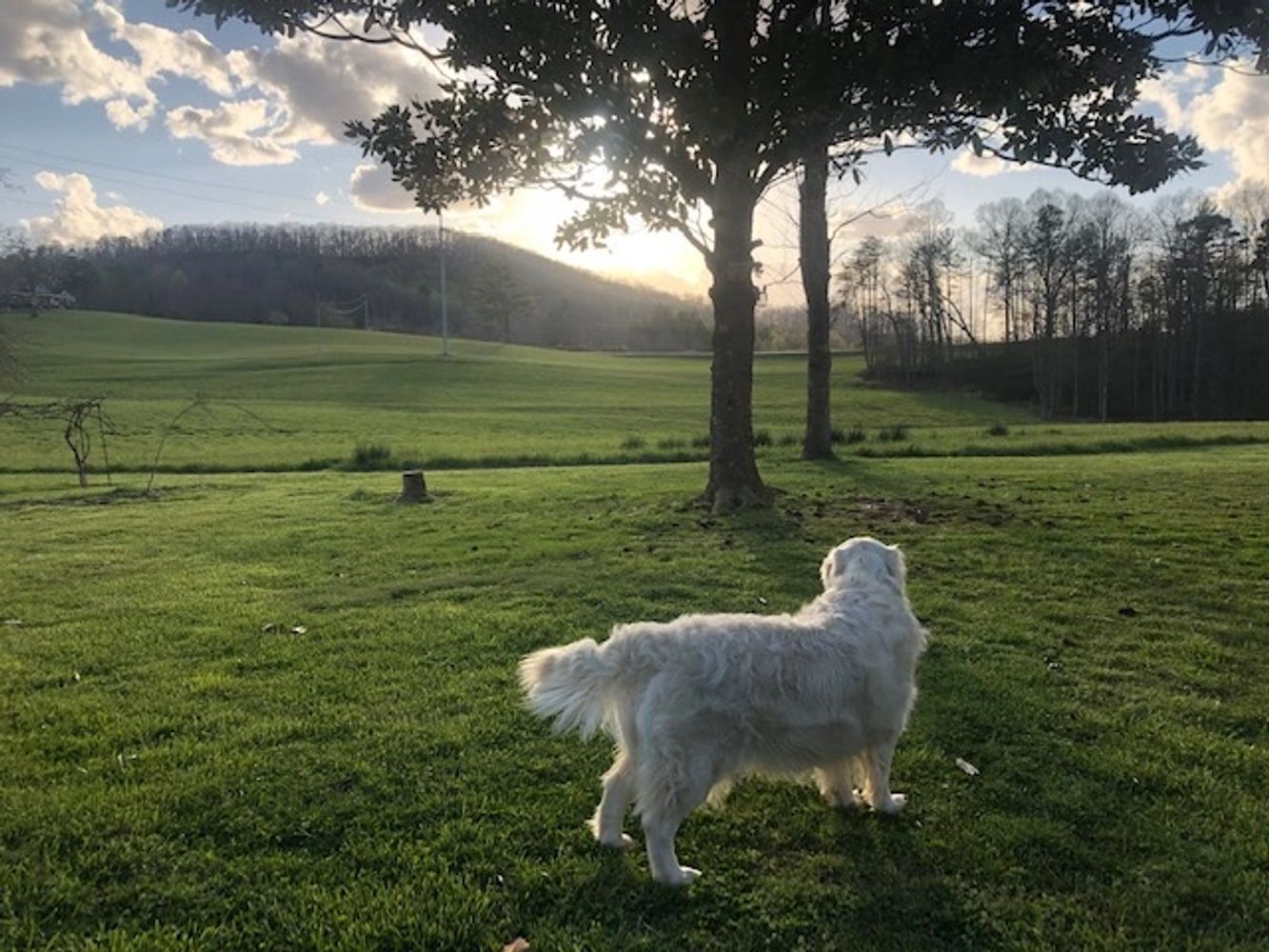 Healthy  well trained off leash english cream golden retriever in a green field with a beautiful sky