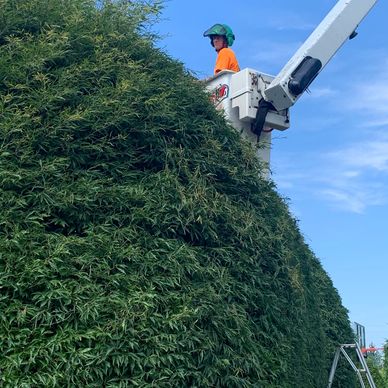 Tree removal, tree cutting, tree trimming, tree cleanup, tree shaping