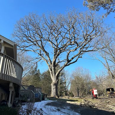 Tree removal, tree cutting, tree trimming, tree cleanup