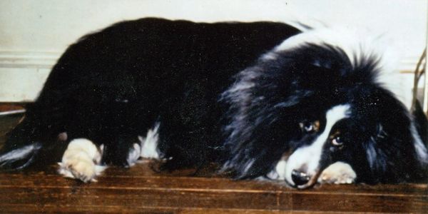 How a family saves sheltie Mollie,  from euthanasia...and how she saves them.