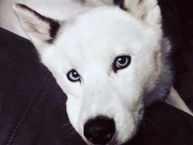 White Siberian Husky dog