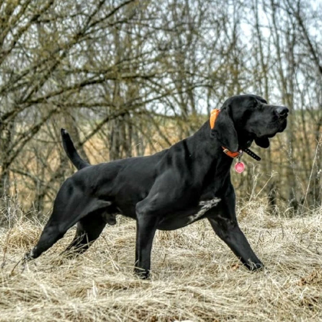 Black dog standing alert in a dry grassy field with trees in the background.